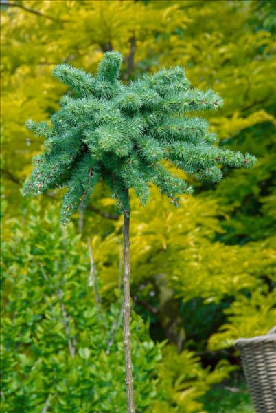 Larix kaempferi Blue Dwarf