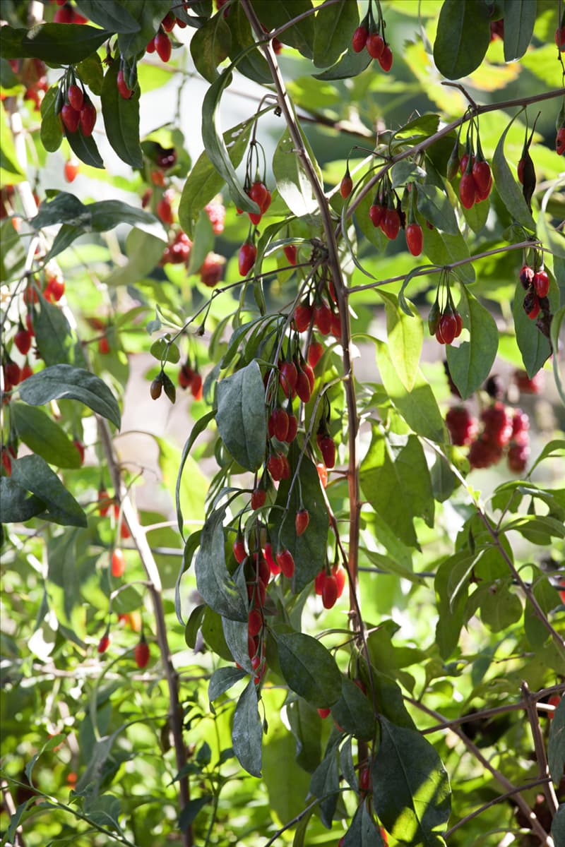 Lycium barbarum
