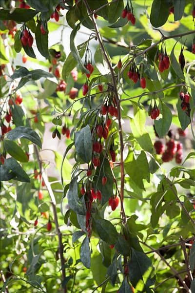 Lycium barbarum