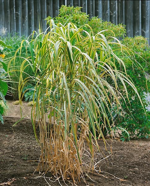 Miscanthus sinensis Giganteus Variegatus