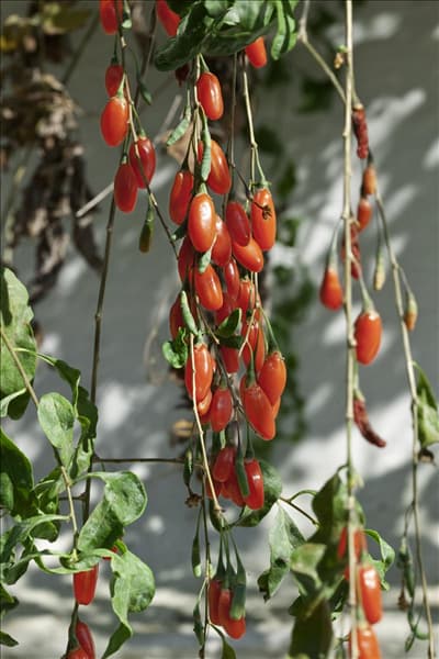 Lycium barbarum