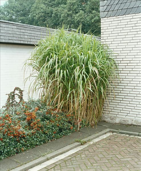 Miscanthus sinensis Giganteus