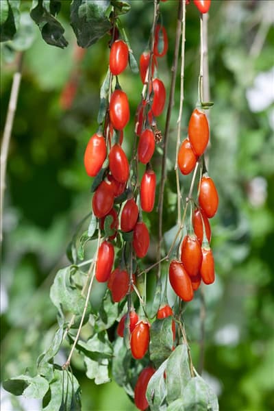 Lycium barbarum