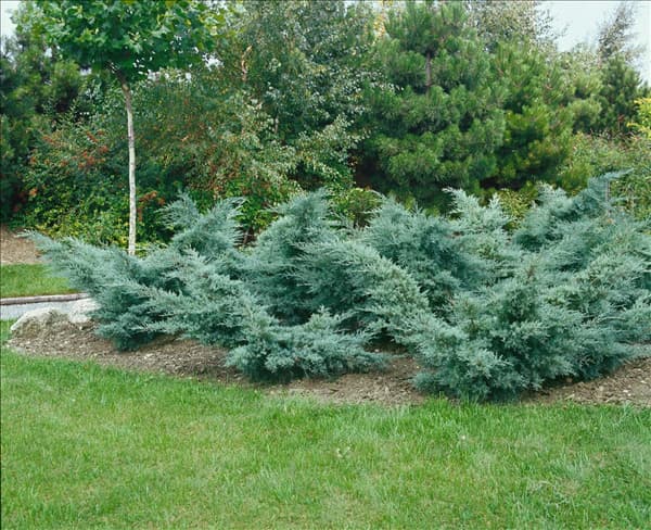 JUNIPERUS COMMUNIS PFITZERIANA GLAUCA