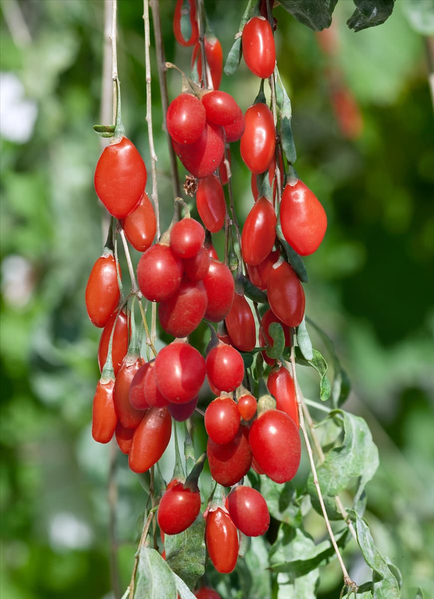 Lycium barbarum