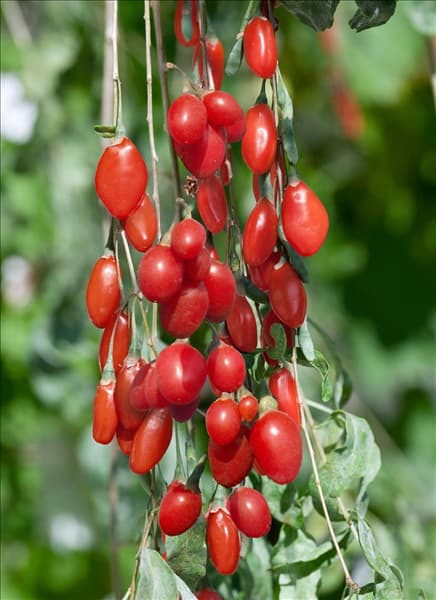 Lycium barbarum