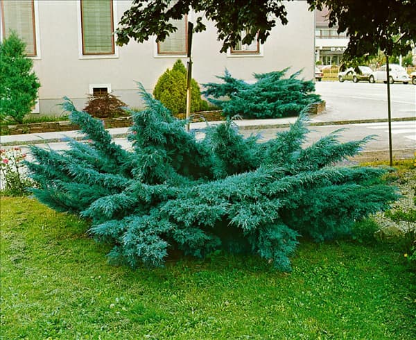 JUNIPERUS COMMUNIS PFITZERIANA GLAUCA