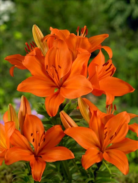 Lilium Asiatic Treffer
