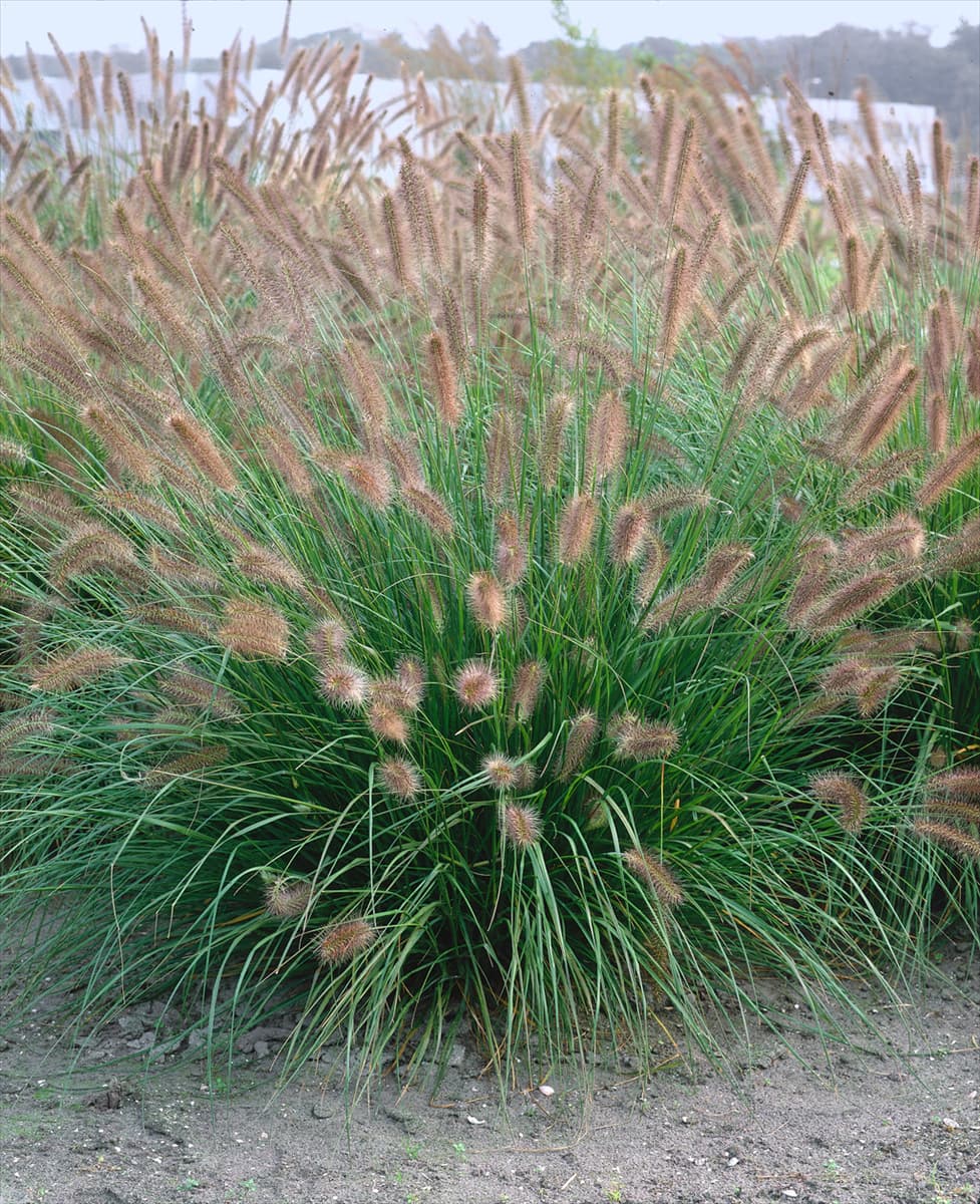 PENNISETUM ALOPECUROIDES HERBSTZAUBER