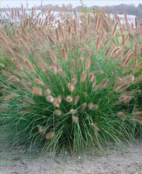 Pennisetum alopecuroides 'Herbstzauber'