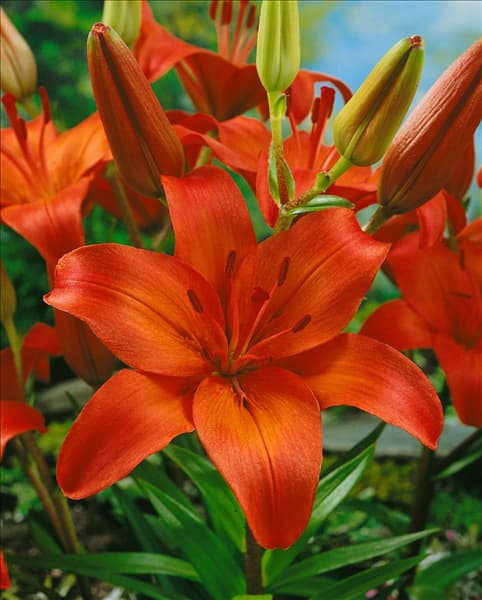 Lilium  AVIGNON