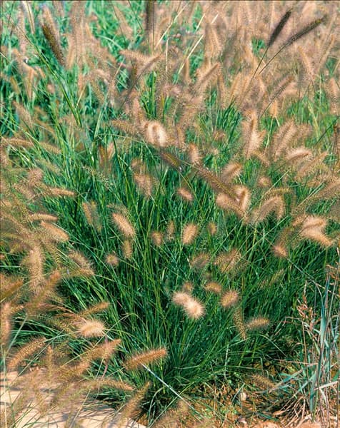 PENNISETUM ALOPECUROIDES HERBSTZAUBER