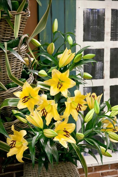 Lilium Oriental Lesotho