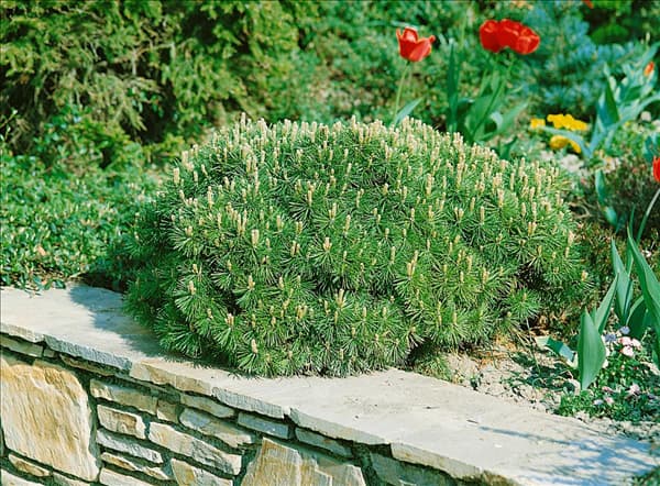 Pinus mugo Mops