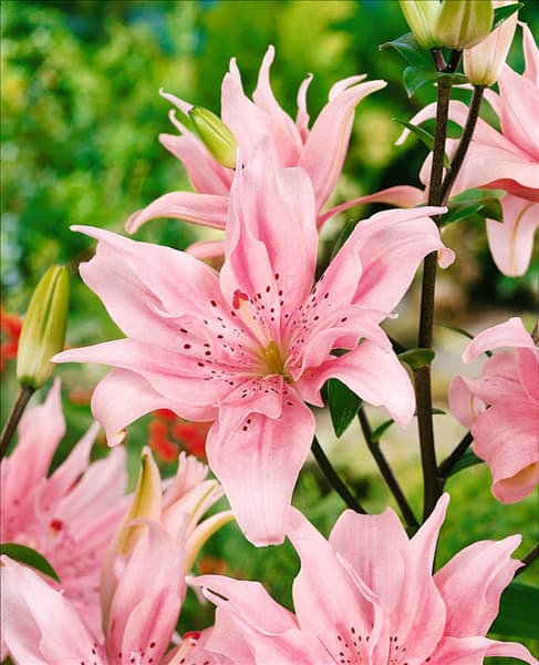 Lilium Elodie