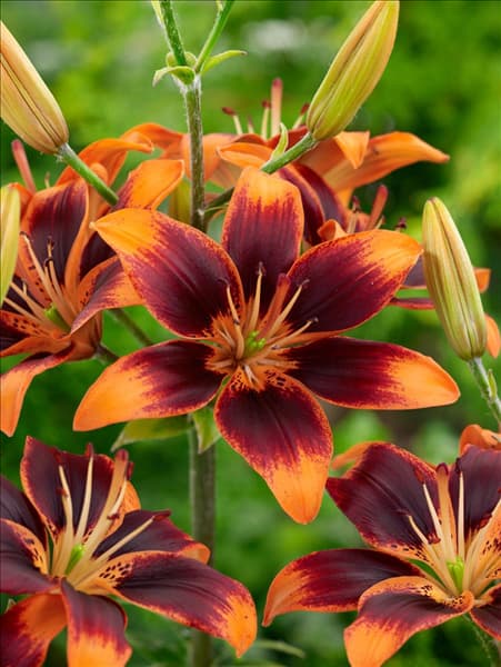 Lilium Asiartic Forever Susan