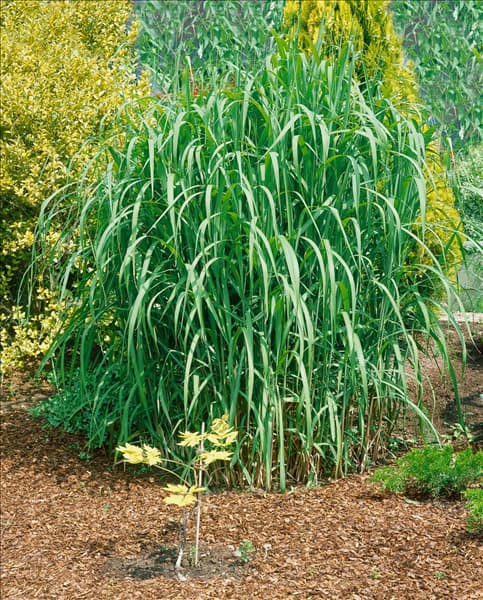 MISCANTHUS SACCHARIFLORUS