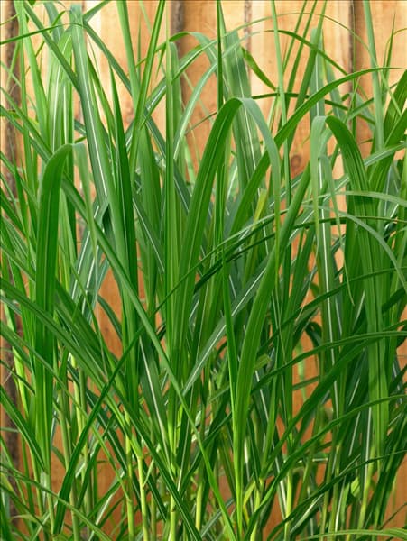 Miscanthus floridulus