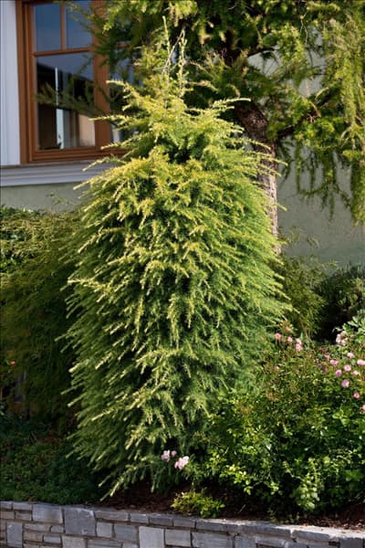 Larix kaempferi
