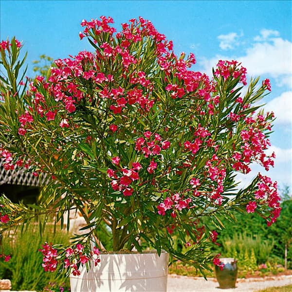 Nerium oleander