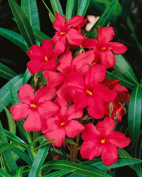 Nerium oleander