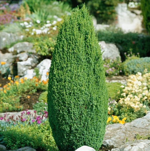 Juniperus communis Compressa