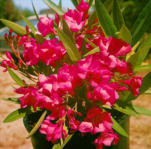 Nerium oleander