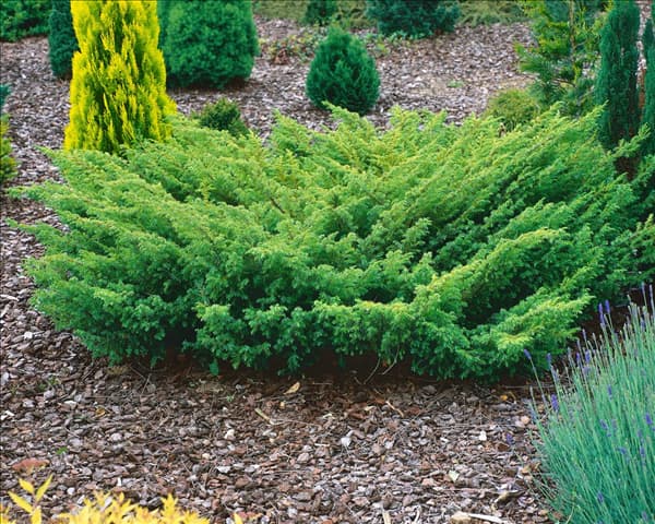 JUNIPERUS COMMUNIS DEPRESSED STAR