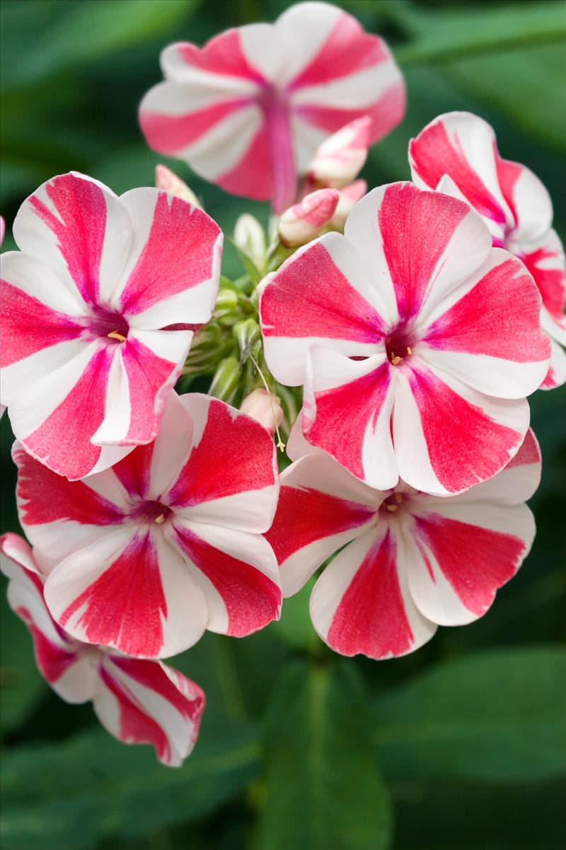Phlox paniculata Peppermint Twist