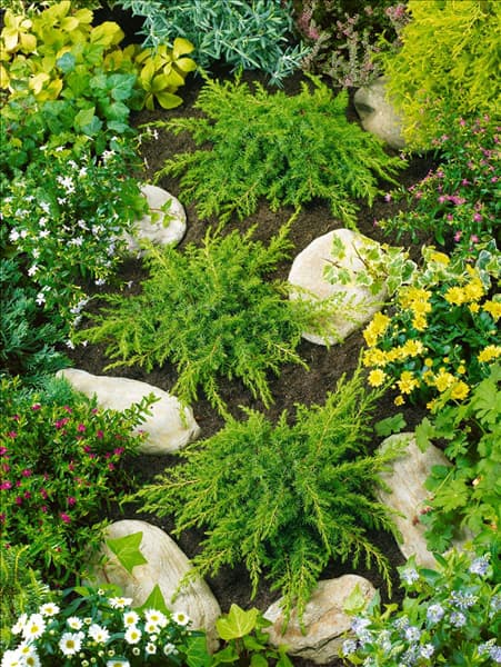 Juniperus communis Greenmantle