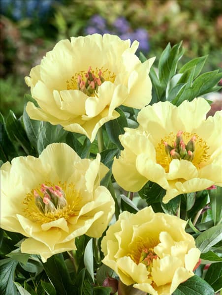 Paeonia Garden Treasure