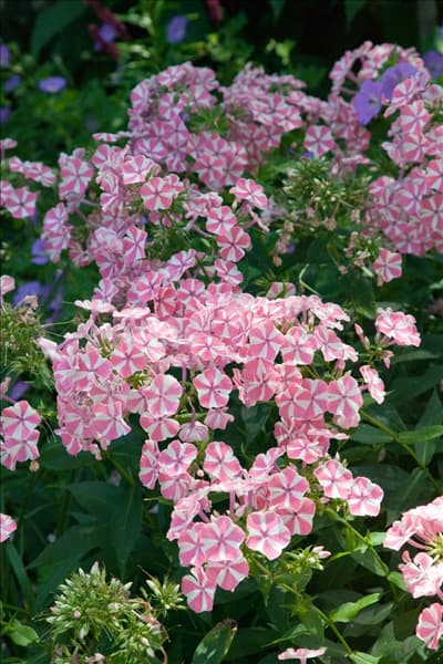 Phlox paniculata Peppermint Twist