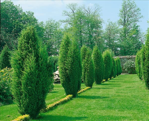JUNIPERUS COMMUNIS HIBERNICA