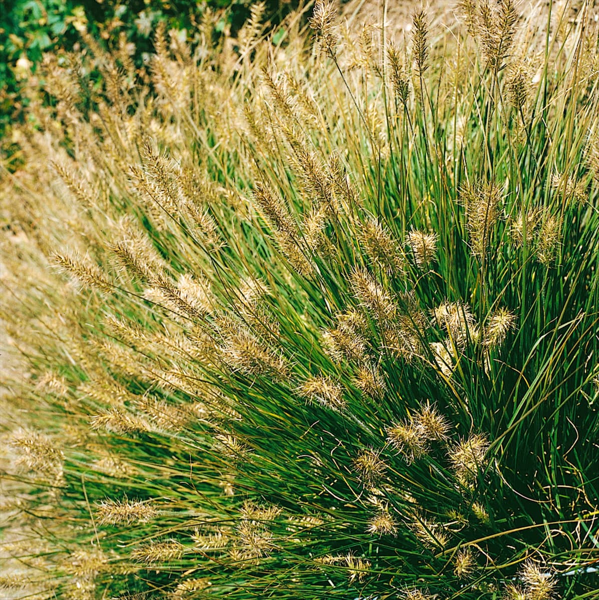 PENNISETUM ALOPECUROIDES LITTLE BUNNY