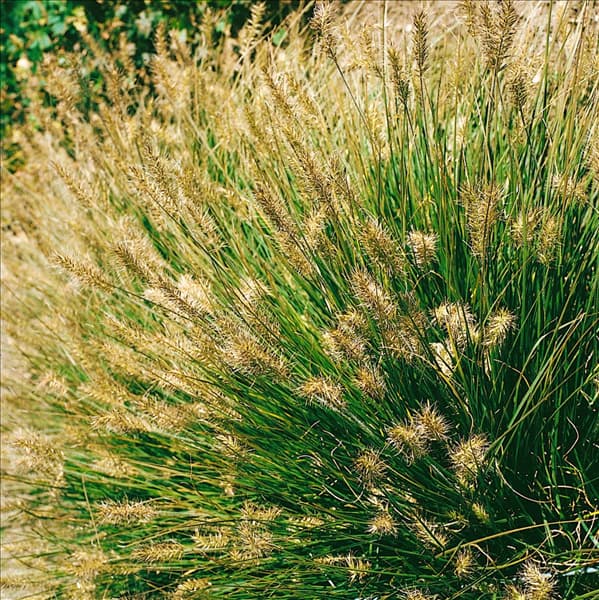 Pennisetum alopecuroides 'Little Bunny'