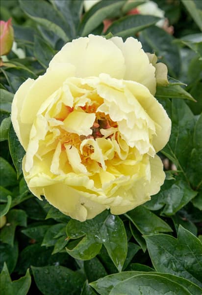 Paeonia Garden Treasure