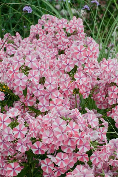 Phlox paniculata Peppermint Twist