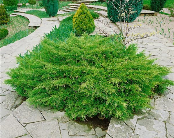 JUNIPERUS COMMUNIS PFITZERIANA