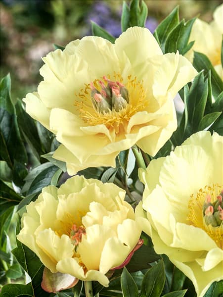Paeonia Garden Treasure