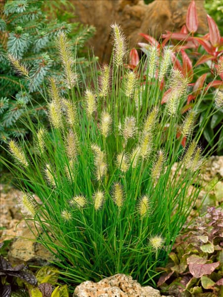 Pennisetum alopecuroides Little Bunny