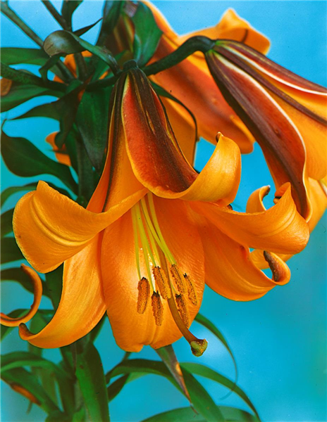 Lilium 'African Queen'