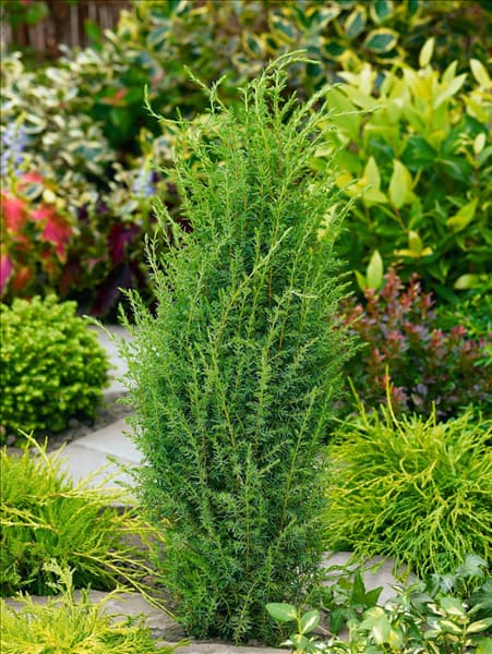 Juniperus communis Arnold