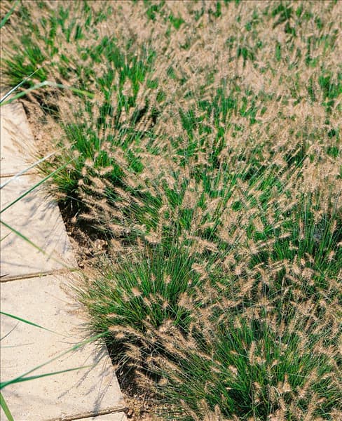 PENNISETUM ALOPECUROIDES LITTLE BUNNY