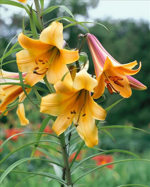 Lilium Trumpet African Queen