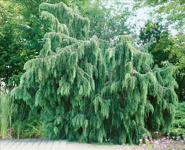 Juniperus communis Oblonga Pendula