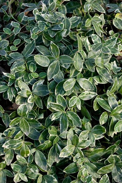 Vinca minor Ralph Shugert