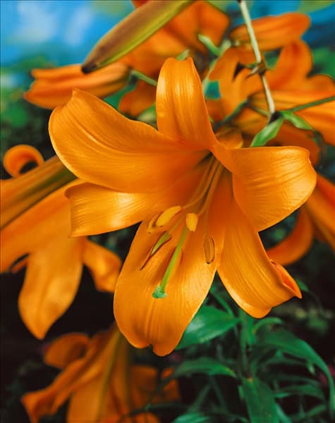 Lilium Trumpet African Queen