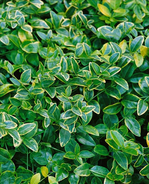 Vinca minor Blue And Gold