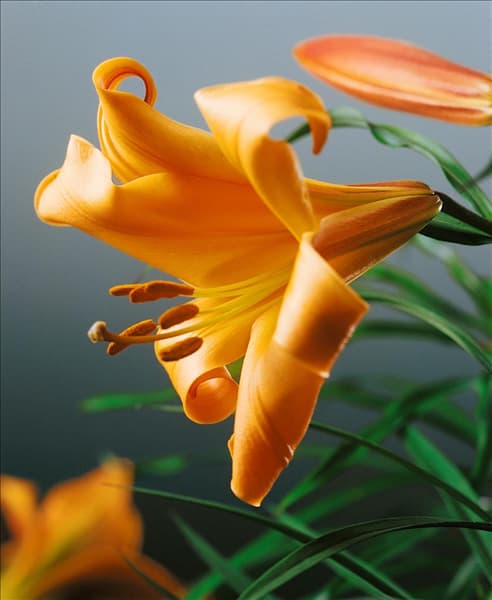 Lilium Trumpet African Queen