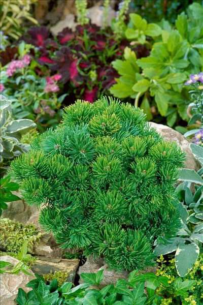 Pinus mugo Picobello